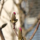 Magnolie 1
Hochgeladen am 17.03.2015 von Luca