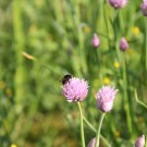 Schwebfliege
Hochgeladen am 13.05.2015 von Luca