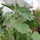 Sonnenblume in der Hitze
Hochgeladen am 04.07.2015 von Luca