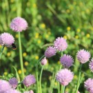 Steinhummel
Hochgeladen am 13.05.2015 von Luca