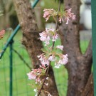 Viburnum
Hochgeladen am 30.03.2015 von Luca