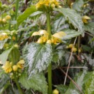 Lamiastrum argentatum, gern besuchte Hummelpflanze, aber stark wuchernd.
Hochgeladen am 09.04.2014 von Luk