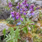 Lathyrus vernus, hat hohes Nektarangebot. Selbstaussaat.
Hochgeladen am 09.04.2014 von Luk