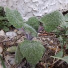 Wildsämling vom Muskateller-Salbei, Salvia sclarea. Besonders bei Wildbienen begehrt.
Hochgeladen am 09.04.2014 von Luk