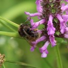 Veränderliche Hummel an Stachys officinalis
Hochgeladen am 08.07.2016 von Luk
