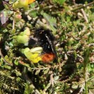 
2052016 B wurflenii an Zwergbuchs, Bergalm, Osterhorngruppe, Salzburg
Hochgeladen am 08.06.2016 von Luk