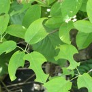 Amelanchier als Materiallieferant von Megachile
Hochgeladen am 04.06.2014 von Luk