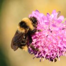 B. campestris I
Hochgeladen am 18.06.2014 von Luk