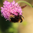 B. campestris II
Hochgeladen am 18.06.2014 von Luk