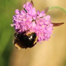 B.campestris III
Hochgeladen am 18.06.2014 von Luk