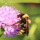 B. campestris IV
Hochgeladen am 18.06.2014 von Luk