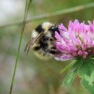 Grauweisse Hummel 1
Hochgeladen am 05.07.2016 von Luk
