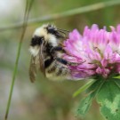 Grauweisse Hummel 2
Hochgeladen am 05.07.2016 von Luk