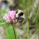 Grauweisse Hummel 3
Hochgeladen am 05.07.2016 von Luk