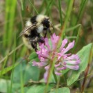 Grauweisse Hummel 4
Hochgeladen am 05.07.2016 von Luk