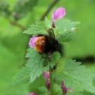 
B wurflenii an Lamium m Osterhorngruppe, Salzburg, 462016
Hochgeladen am 07.06.2016 von Luk