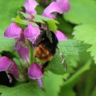 
B wurflenii an Lamium maculatum, Bergalm, Osterhorngruppe
Hochgeladen am 07.06.2016 von Luk