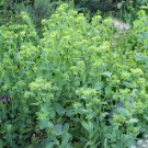 Cerinthe glabra Bestand
Hochgeladen am 20.05.2014 von Luk