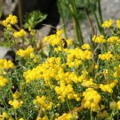 Coronilla minima
Hochgeladen am 07.06.2014 von Luk