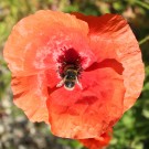 Erdhummel höselnd an Klatschmohn
Hochgeladen am 09.06.2014 von Luk
