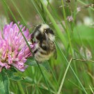 Hummel an Klee
Hochgeladen am 01.07.2016 von Luk