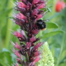 pratorum an Echium russicum
Hochgeladen am 29.05.2014 von Luk