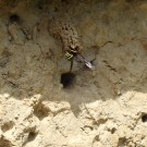 Schornsteinwespe II
Hochgeladen am 22.05.2014 von Luk