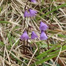 
Sodanella alpina
Hochgeladen am 02.05.2014 von Luk