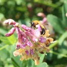 Solitärbiene
Hochgeladen am 29.05.2014 von Luk