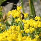 Wildbiene an Coronilla minima
Hochgeladen am 07.06.2014 von Luk