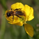 Ein Sandbienen Weibchen (Andrena sp.).
Hochgeladen am 19.04.2014 von Martin