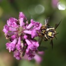 Große Wollbiene (Anthidium manicatum) bei der Paarung am Heil-Ziest (Betonica officinalis).
Hochgeladen am 05.07.2014 von Martin