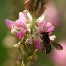Spalten-Wollbiene (Anthidium oblongatum) an der Esparsette (Onobrychis viciifolia)
Hochgeladen am 08.06.2015 von Martin