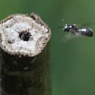 Begegnung am Brombeerstängel.
Hochgeladen am 23.05.2014 von Martin