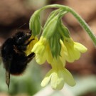 Bergwaldhummel (Bombus wurflenii) beim Nektarraub an der Hohen Schlüsselblume.
Hochgeladen am 12.04.2015 von Martin