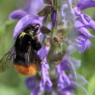 Bombus wurflenii Weibchen
Hochgeladen am 04.05.2016 von Martin