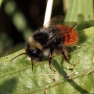 Bergwaldhummel (Bombus wurflenii) Männchen, Farbvariante.
Hochgeladen am 19.06.2015 von Martin