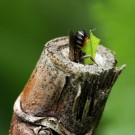 Blattschneiderbiene, vermutlich Megachile versicolor, bringt ein Stückchen Blatt in ihr Nest.
Hochgeladen am 02.06.2015 von Martin