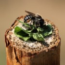 Blattschneiderbiene bei der Fertigstellung ihres Nestverschlusses.
Hochgeladen am 11.10.2015 von Martin