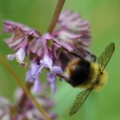 Wiesenhummelhintern.
Hochgeladen am 02.07.2016 von Martin