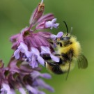 Farbvariante Bombus pratorum Männchen
Hochgeladen am 02.07.2016 von Martin