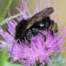 Bombus campestris Männchen Dunkle Variante
Hochgeladen am 07.06.2016 von Martin
