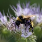 Bombus campestris Männchen auf Phacelia.
Hochgeladen am 20.09.2015 von Martin