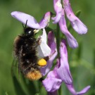 Samthummel (Bombus confusus) Arbeiterin an einer Vogel-Wicke.
Hochgeladen am 16.06.2014 von Martin