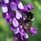 Arbeiterin der Samthummel (Bombus confusus) an einer Wicke (Vicia villosa agg.).
Hochgeladen am 01.06.2014 von Martin