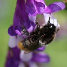 Die Samthummel (Bombus confusus) ist Deutschlands seltenste Hummelart. Das Bild zeigt eine Arbeiterin beim Besuch einer Wicke am 31. Mai 2014.
Hochgeladen am 01.06.2014 von Martin