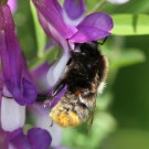 Die Samthummel (Bombus confusus) trägt eine sehr kurze "samtartige" Behaarung.
Hochgeladen am 01.06.2014 von Martin