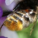 Sterna der Samthummel (Bombus confusus) sind alle rötlich behaart, bei der Steinhummel (Bombus lapidarius) nur die letzten zwei.
Hochgeladen am 01.06.2014 von Martin