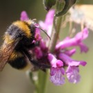 Ungewöhnliche Farbvariante. Ein Zwischending aus Gartenhummel und Feldhummel.
Hochgeladen am 20.06.2014 von Martin