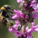 Vermutlich nicht bestimmbar: Eine Mischung aus Gartenhummel und Feldhummel mit besonders hohem Gelbanteil.
Hochgeladen am 20.06.2014 von Martin